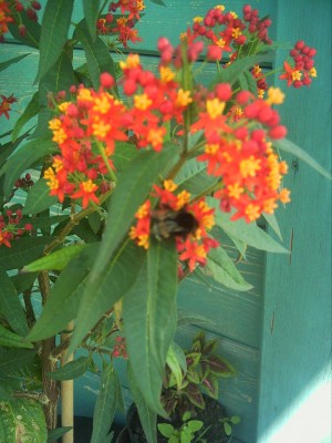 asclepias (1).JPG