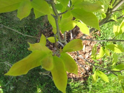 IMG_0691.JPG