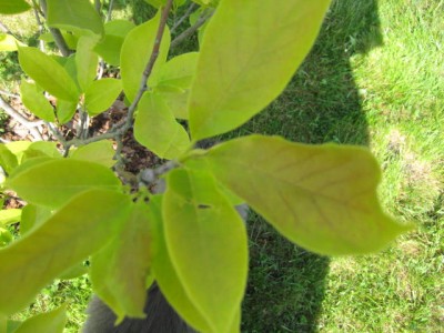IMG_0693.JPG