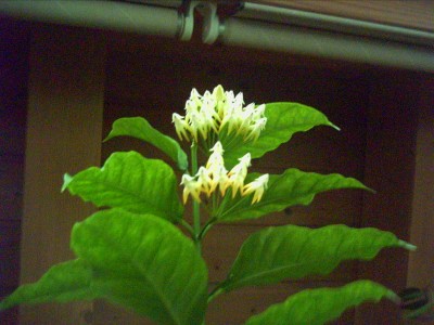 hoya-multiflora2.JPG