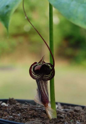 araceae07.jpg