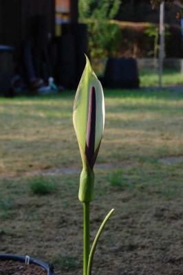 araceae06.jpg