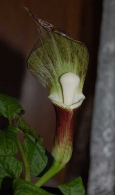 araceae05.jpg