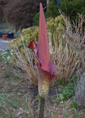 araceae04.jpg
