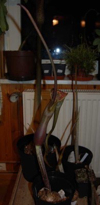 araceae03.jpg