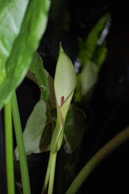 araceae01.jpg