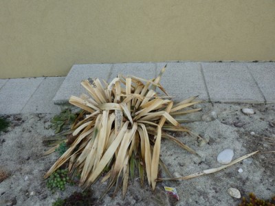 Yucca Gloriasa erfroren.jpg