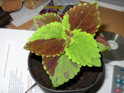 P1010113.JPG