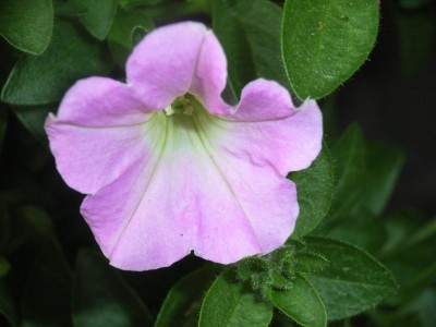 RIMG0087.JPG