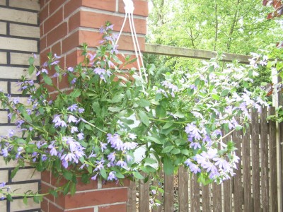 RIMG0081.JPG