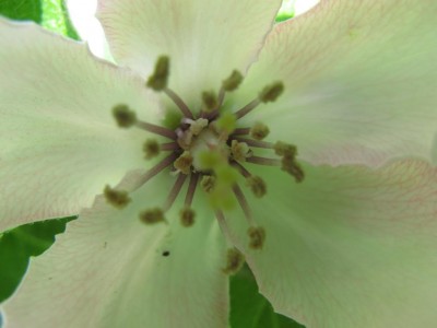Quittenblüte.JPG