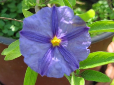 Kartoffelblume.JPG