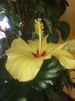 Hibiscus apricot.JPG