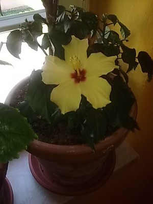 Hibiscus apricot....JPG