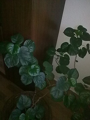 Hibiscus tiliaceus....JPG