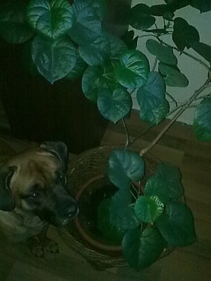 Hibiscus tiliaceus...JPG