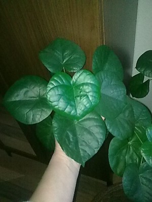 Hibiscus tiliaceus.JPG