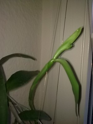 Cattleya forbesii...JPG