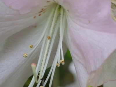 Rhododendron_3.jpg