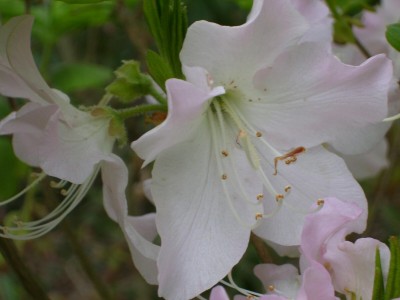 Rhododendron_2.jpg