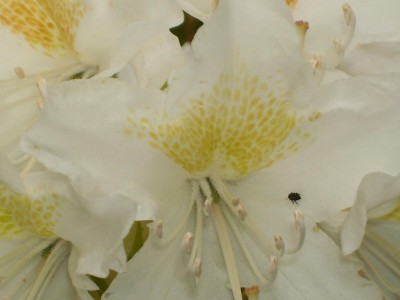 Rhododendron_1.jpg
