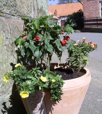 PIC_0008.JPG