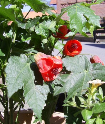 PIC_0004.JPG