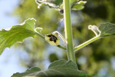 physalis Kopie.jpg