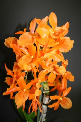 IMG_3741.JPG.JPG