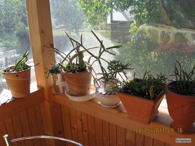Rhipsalis-Sommerquartier.jpeg
