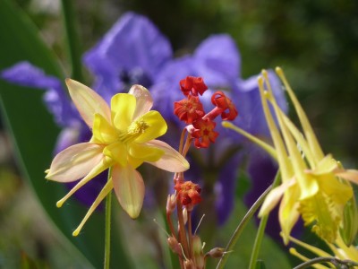 Aquilegia x formosa mit Primula.jpg