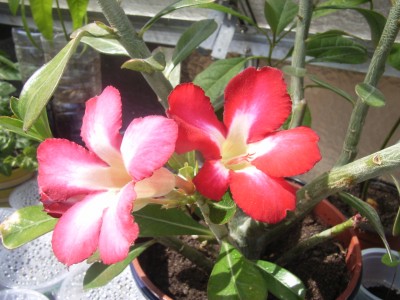 RIMG0074.JPG