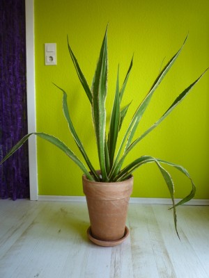 Furcraea 1A - 2011.05 - 75cmm.JPG
