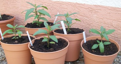 Seidenpflanzen_07.05.11_1.jpg