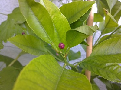 08052011249.JPG