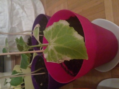 08052011072.JPG