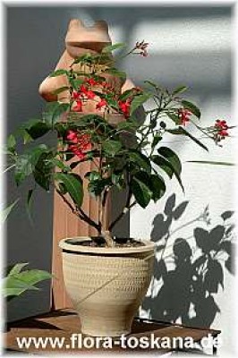 jatropha_integerrima_2_-_150407.jpg