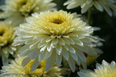chrysantheme Kopie.jpg
