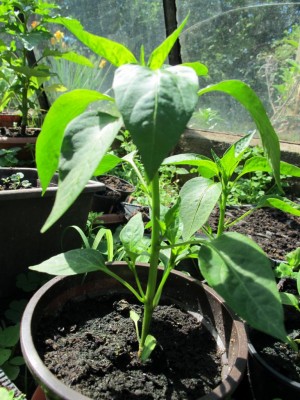 09.05.11 029.JPG