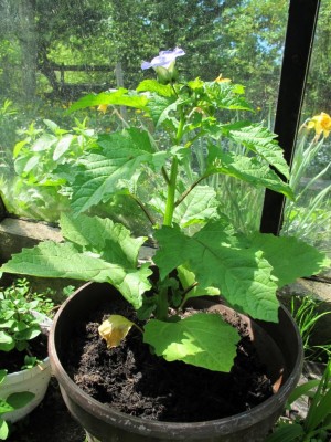 09.05.11 026.JPG