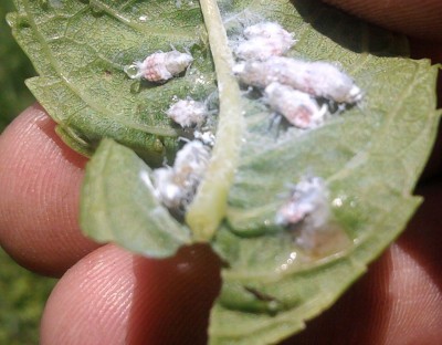 2011-05-07 13.16.09.jpg