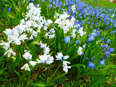 Blaustern Art Scilla bifolia,.jpg
