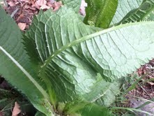 Blatt-unten.jpg