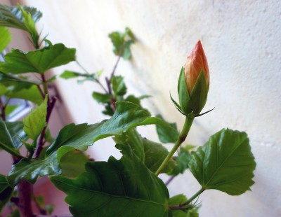 rot_4.jpg