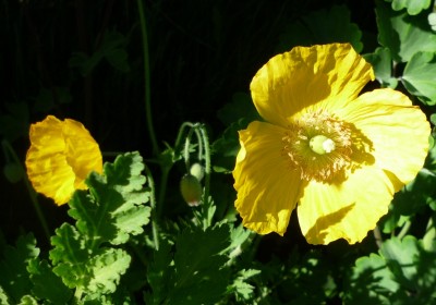 Scheinmohn.JPG
