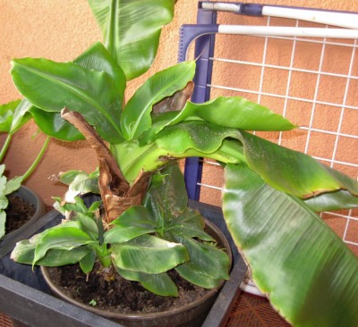 banane.jpg