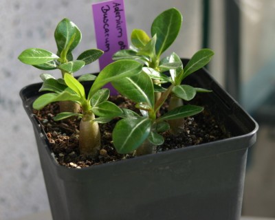 IMG00007.JPG