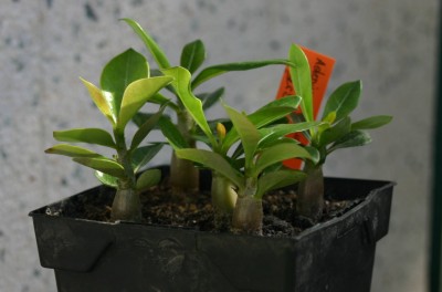 IMG00006.JPG