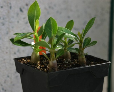 IMG00009.JPG