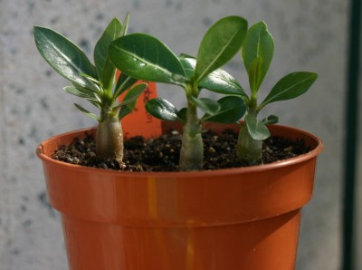 IMG00008.JPG